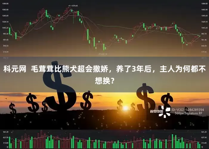 科元网  毛茸茸比熊犬超会撒娇，养了3年后，主人为何都不想换？